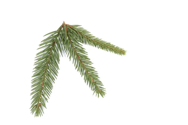 Spruce kvistar — Stockfoto