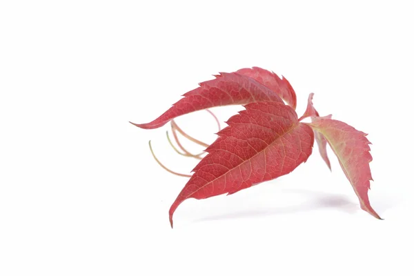 Leaf of bindweed — Stock Photo, Image