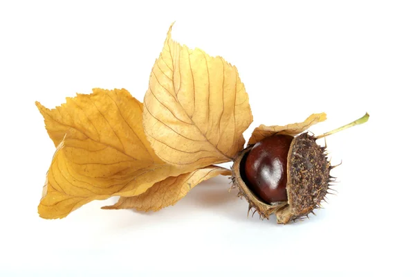 stock image Chestnuts