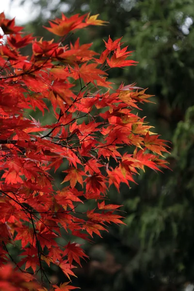 가을 잎 스톡 사진