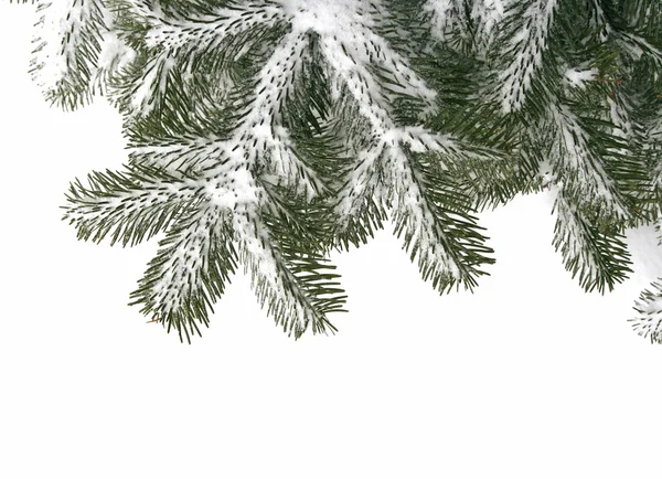 가문비나무의 나뭇가지 — 스톡 사진