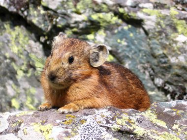 Small fur animal on the stone in Altai clipart