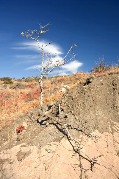 Árvore seca solitária nas montanhas da Crimeia — Fotografia de Stock