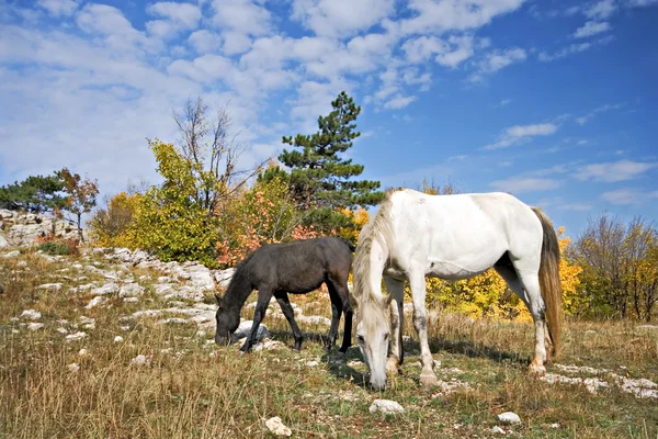 Konie na płaskowyżu góra jesienią — Zdjęcie stockowe