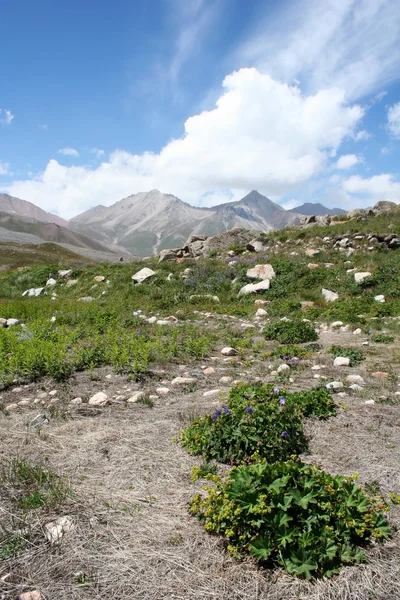 Dalen med bush i tien shan mountains — Stockfoto