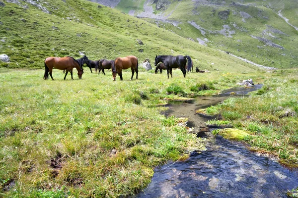Cavalli a prato vicino al torrente, Caucaso — Foto Stock