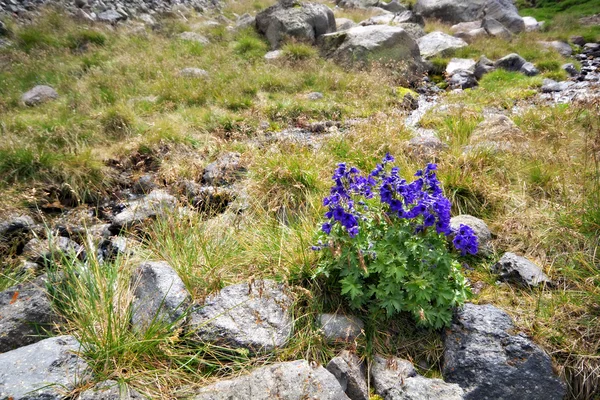 stock image Violet flowers among stones in Caucasus