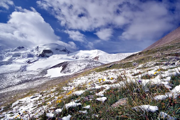 Flores, neve contra rochas cobertas de neve — Fotografia de Stock