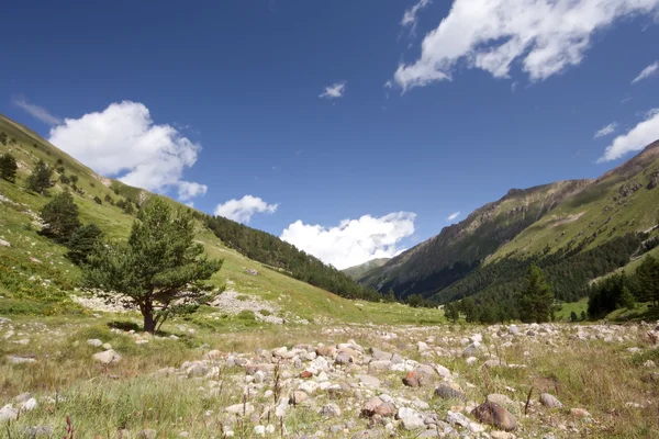 Árvore solitária no vale contra o céu azul — Fotografia de Stock
