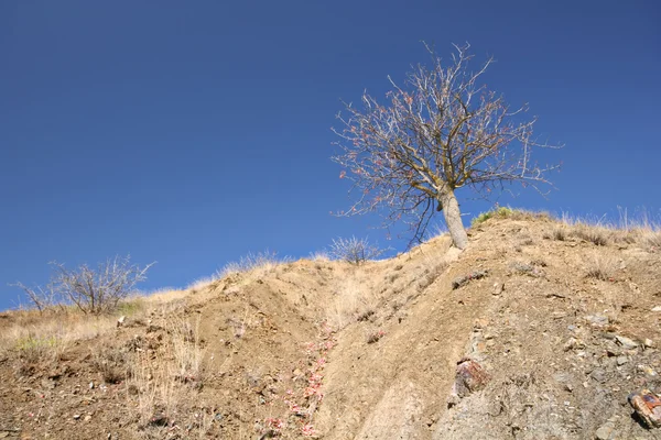 Árvore seca solitária contra o céu azul — Fotografia de Stock
