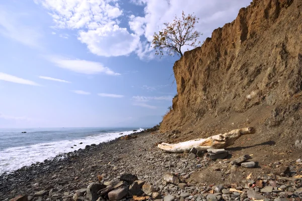 Sea coast with boulders, stones,dry tree — Stock Photo, Image