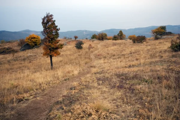 Bomen, gras, weg op plateau in de herfst — Stockfoto