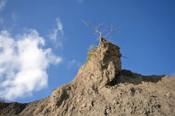Samotny suchego drzewa w skale — Zdjęcie stockowe
