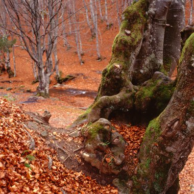 Altın sonbahar-2