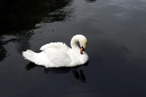 Swan-2 — Stock Photo, Image