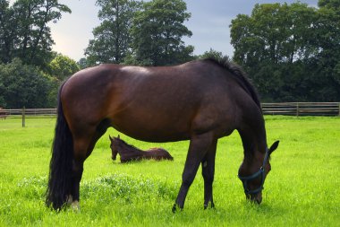 Horse and foal clipart