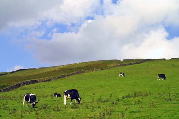 Bovinos leiteiros em campo — Fotografia de Stock