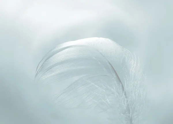 stock image Feather abstract