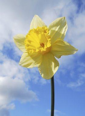 Spring daffodil