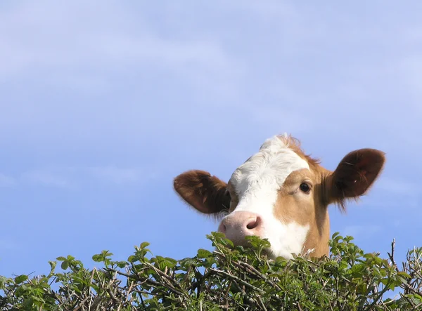 Vaca inglesa olhando sobre sebe — Fotografia de Stock