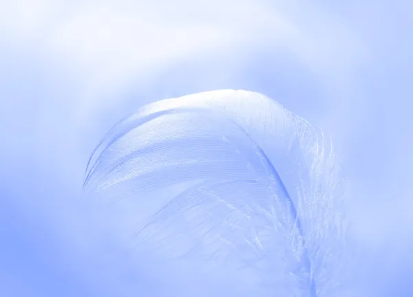 Feather background — Stock Photo, Image