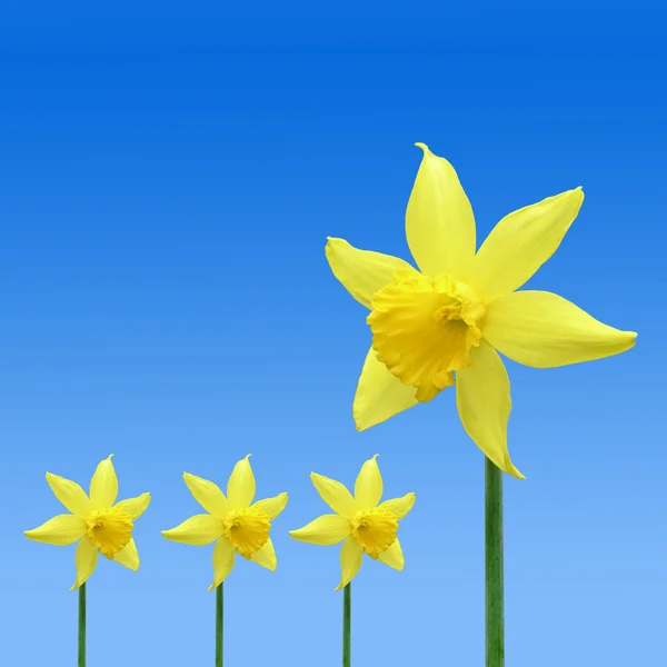 Daffodil pattern — Stock Photo, Image