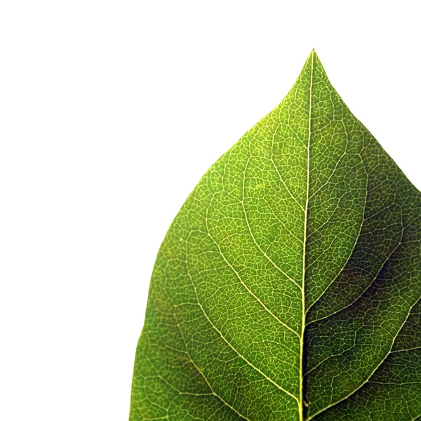 Izolovaný zelený list — Stock fotografie