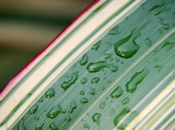 stock image Rainwater on leaf