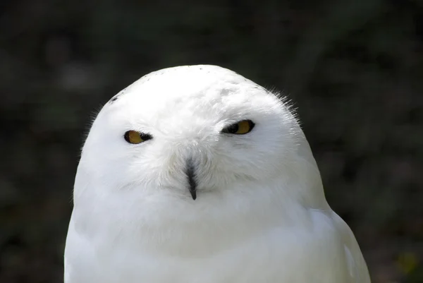 Snowy white owl — Stock Photo, Image