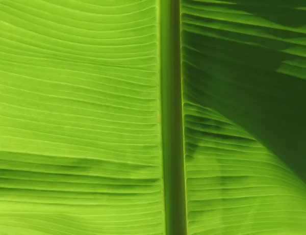Leaf närbild — Stockfoto