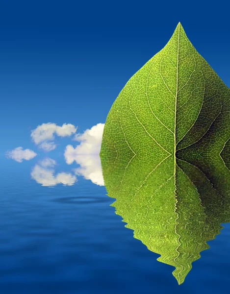 Water reflection of leaf — Stock Photo, Image