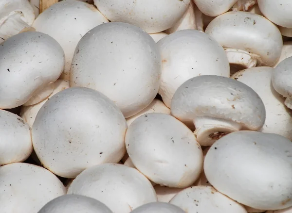 stock image Fresh mushrooms