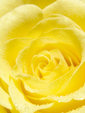 Yellow rose clipart