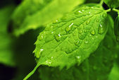 Картина, постер, плакат, фотообои "rain drops on leaf", артикул 2578457