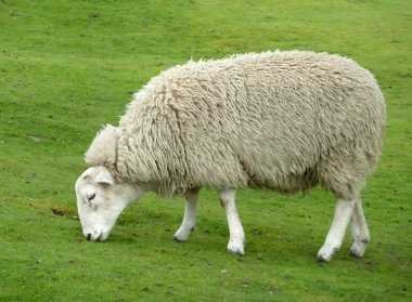 Sheep grazing clipart