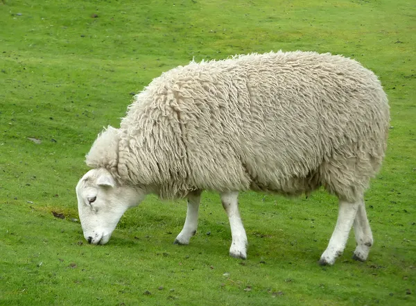 羊写真素材 ロイヤリティフリー羊画像 Depositphotos