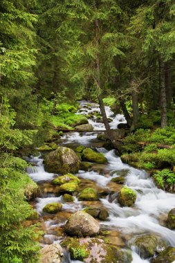 Forest Stream in Tatra Mountains clipart