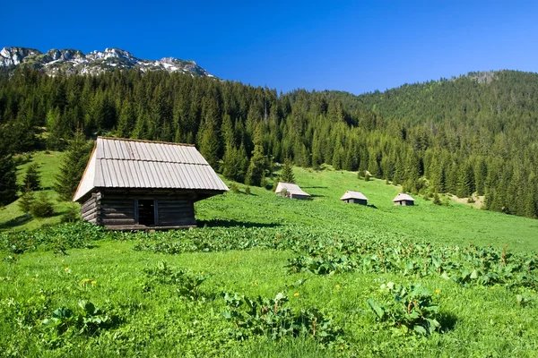 High Mountain Meadow Scenery — Stock Photo, Image