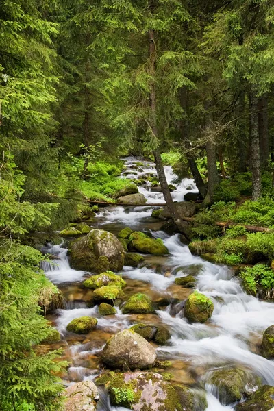Forest stream i Tatrabergen — Stockfoto