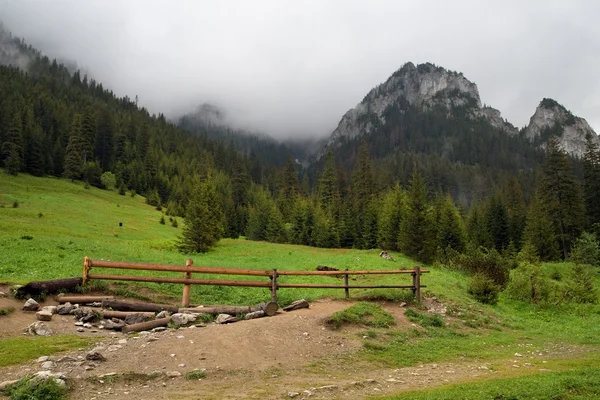 stock image Koscieliska Valley in Tatra Mountains