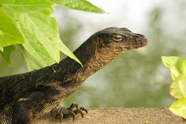 Black Water Monitor clipart