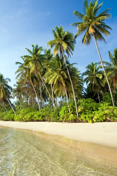 Tropické pobřeží ostrova — Stock fotografie