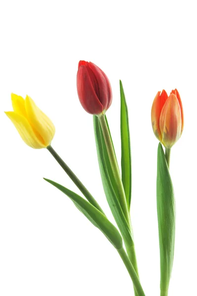 Tulipany trio — Zdjęcie stockowe