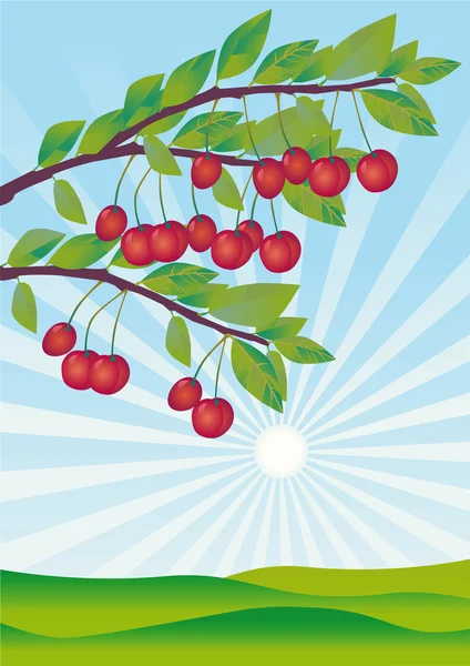 Cherries ripened in a garden — Stock Photo, Image