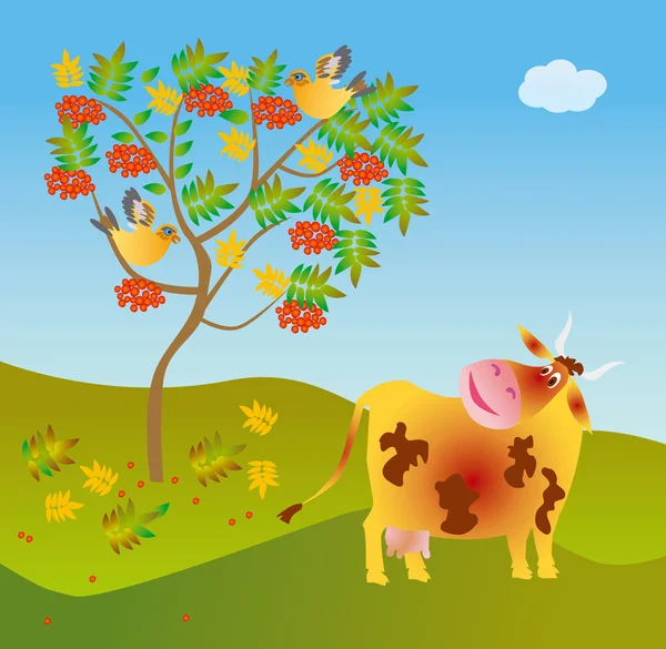 A cow looks at a wild ash — Stock Photo, Image