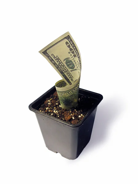 A dollar growing in a flowerpot — Stock Photo, Image