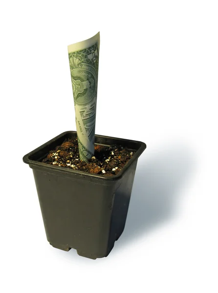Bir dolar bir saksının içinde büyüyen — Stok fotoğraf