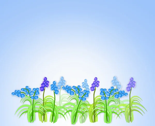 Frühlingsblumen von Muscari — Stockfoto