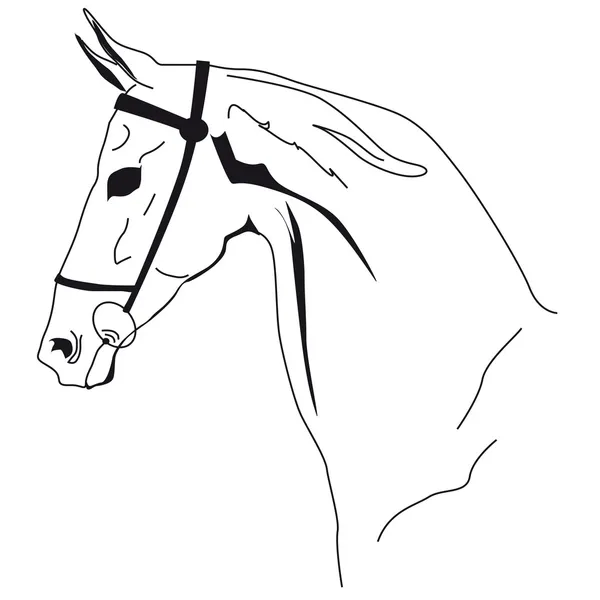 Horse muzzle — Stock Vector