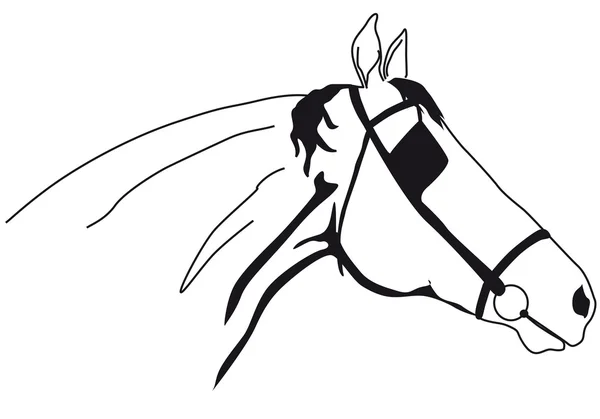Horse muzzle — Stock Vector
